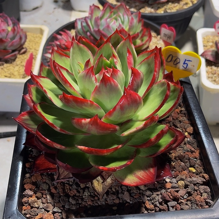 惊鸿仙子多肉植物05