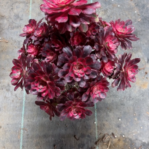 多肉植物香奈儿jin