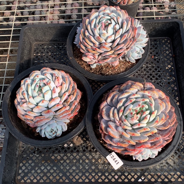 12441三个嗯嗯嗯嗯嗯嗯嗯好喜欢