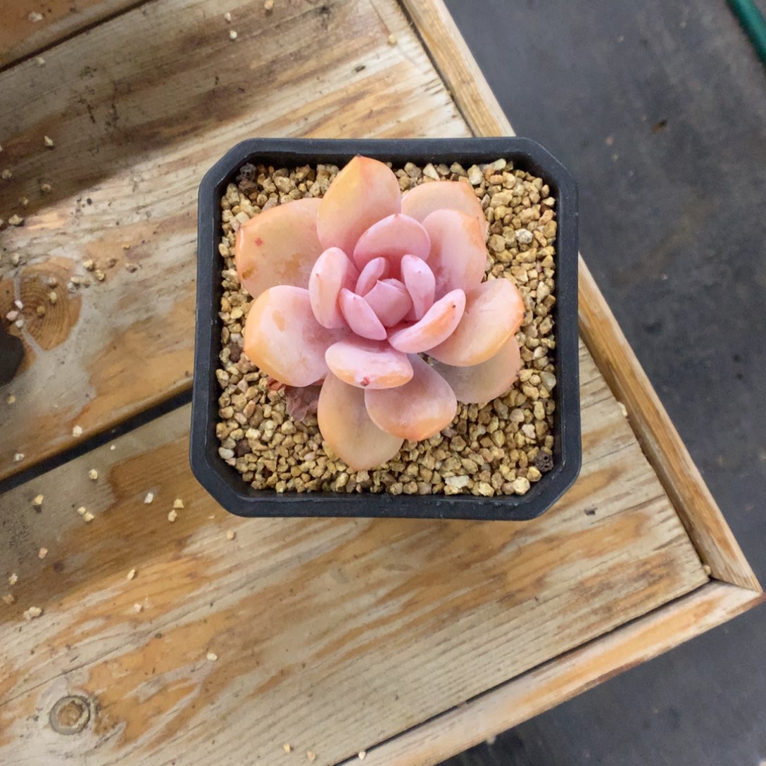 小***琳奶茶多肉植物一物一拍