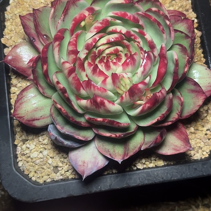 可***你惊鸿仙子多肉植物168