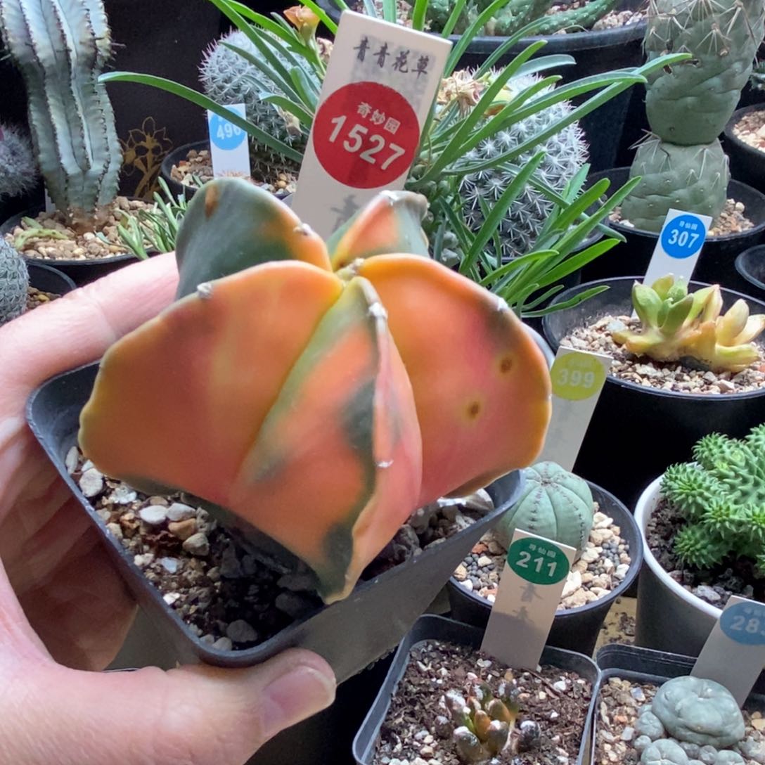 实生鸾凤玉锦有斑7.1cm