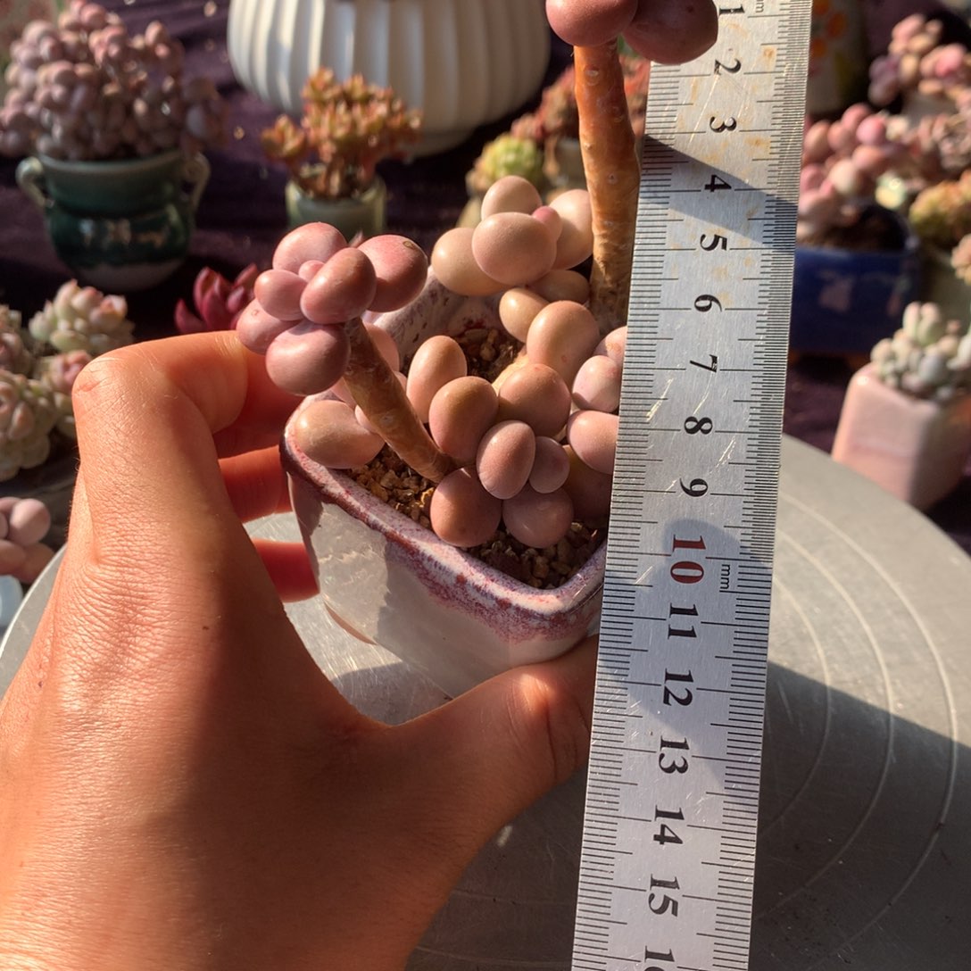 3号带盆偏远地区不包邮的