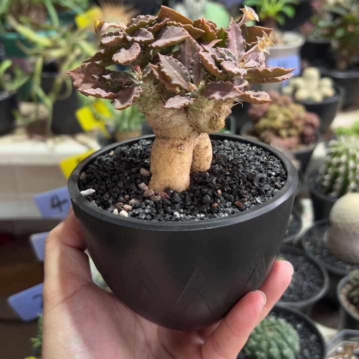 红色精控图拉大戟带盆11111111111