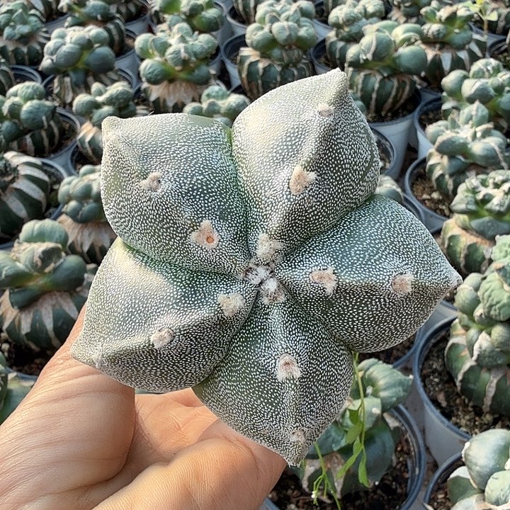 无花朵苗接蒽冢仙人球