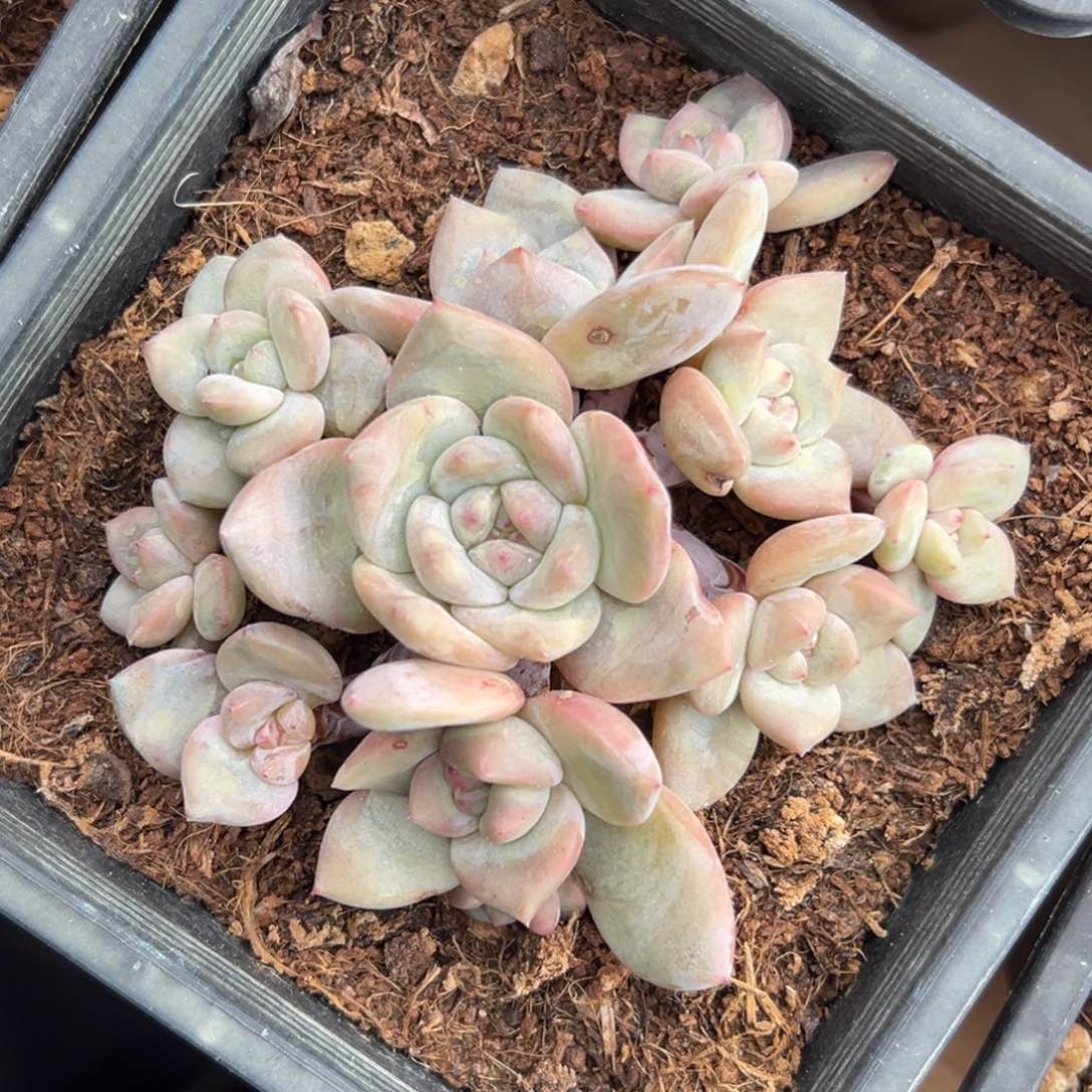 夯*夯新年快乐 新年快乐