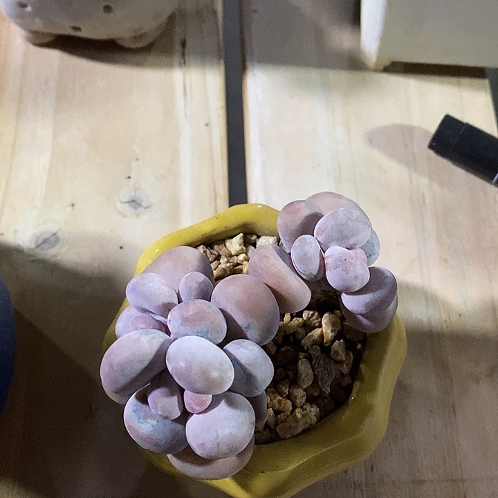 胭脂精品多肉达摩