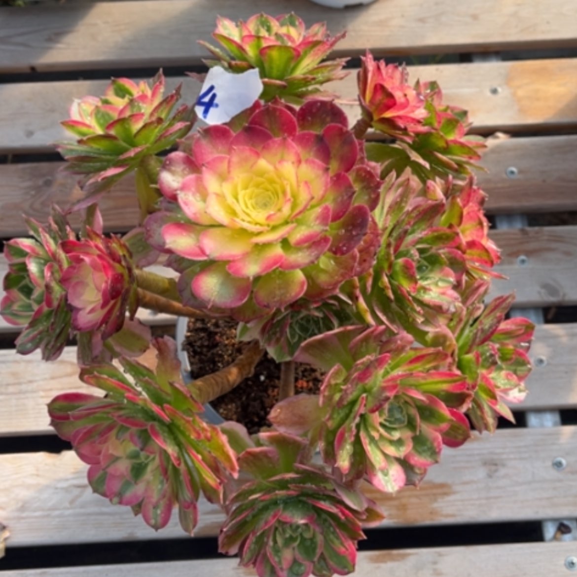 【闪购商品】4海王多肉法师