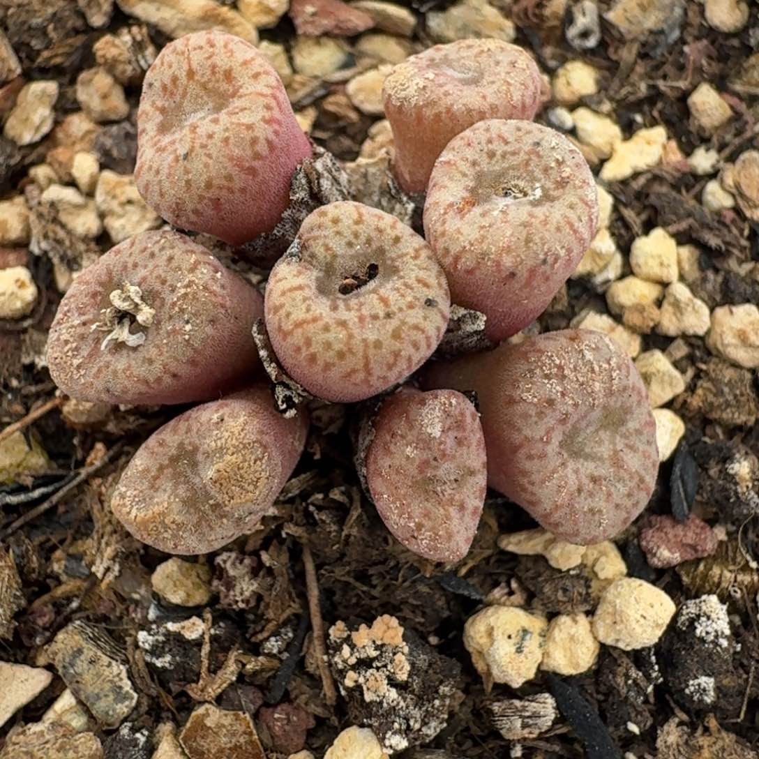 469小红散户一颗带盆土发货