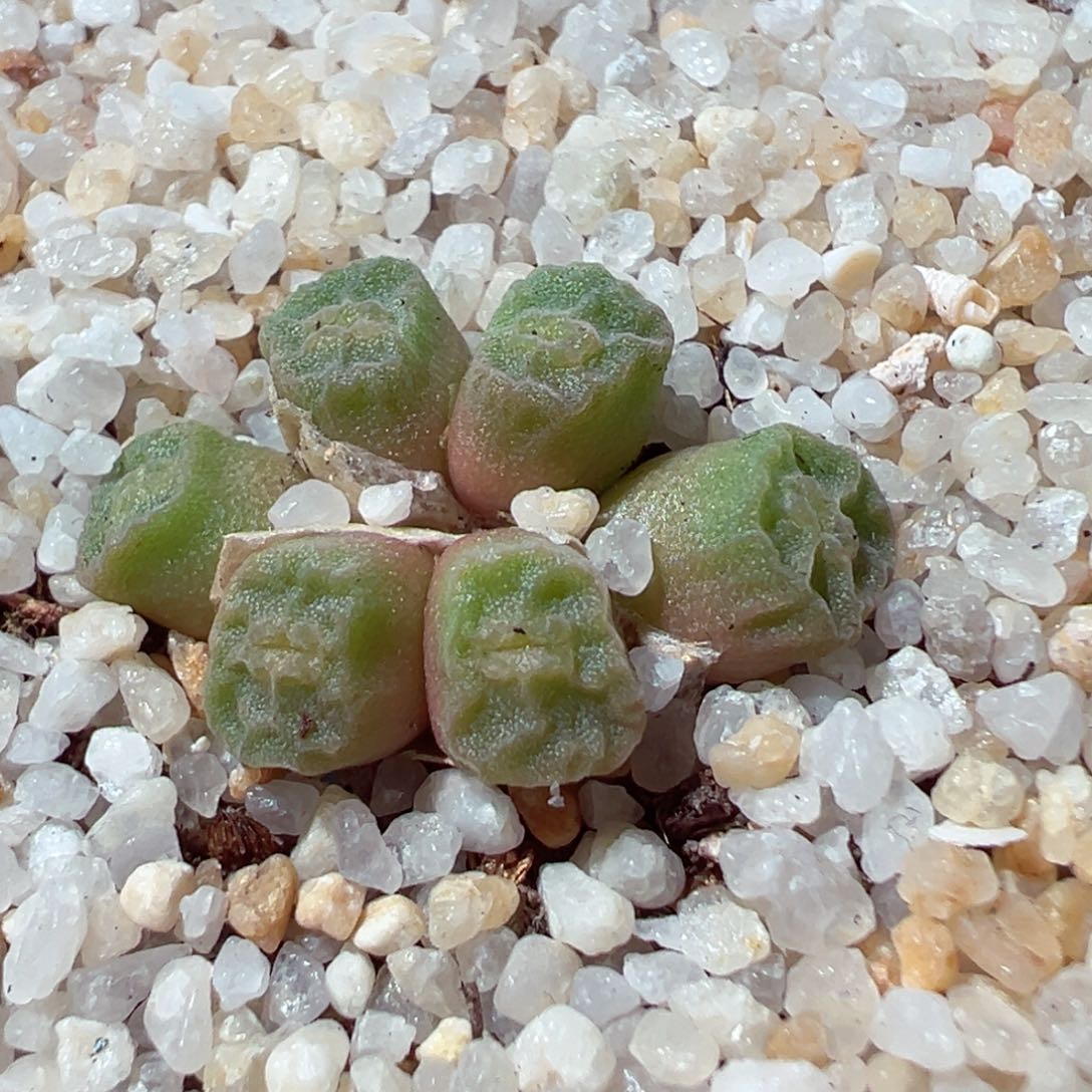 214-787多肉嘟嘟嘴烧卖