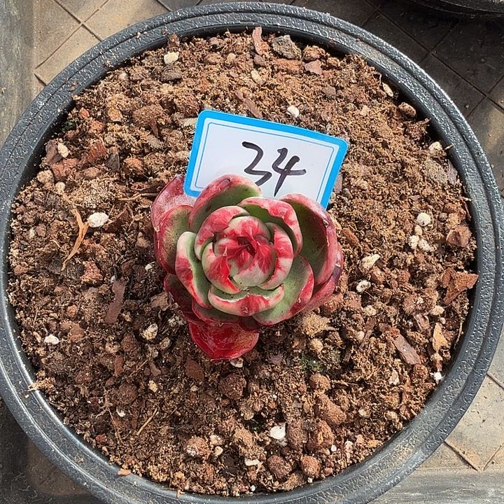 小***花34--------------