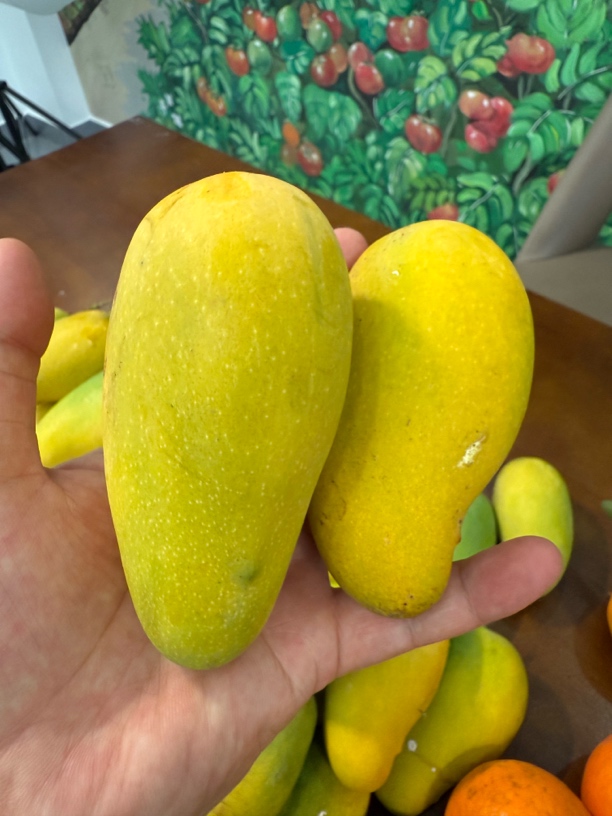云南老品种大树丑芒果新鲜水果香甜多汁薄皮肉嫩