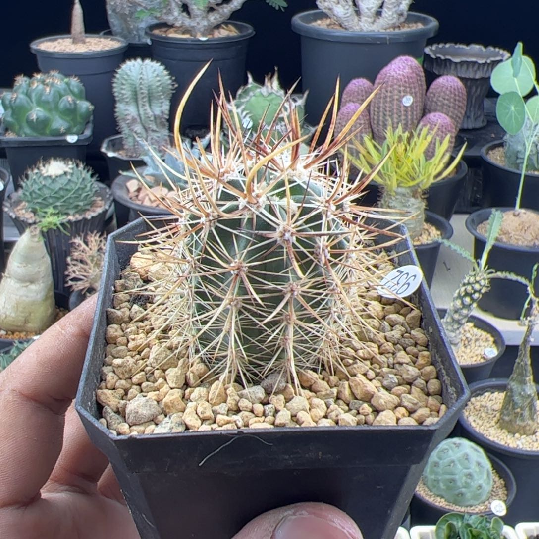 林氏幻虾一物一拍