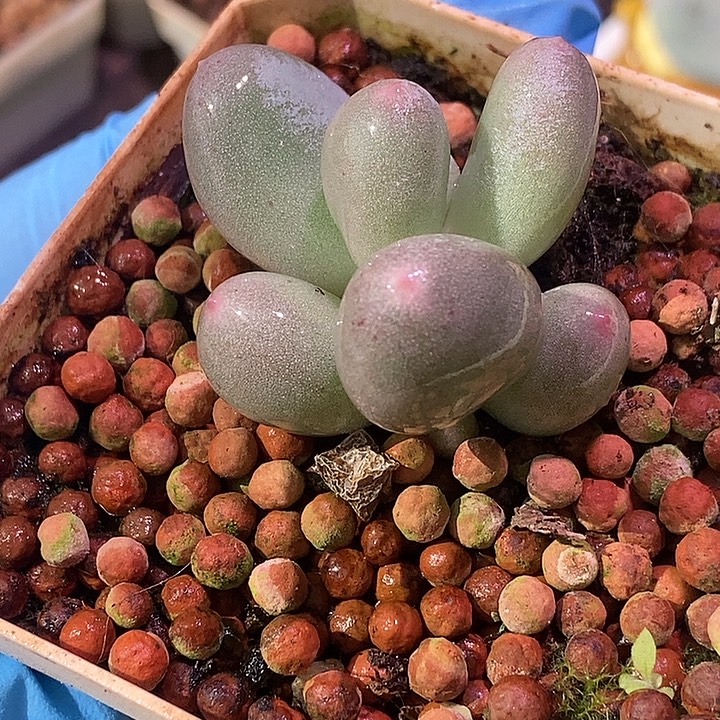 米可奶酪锦基因多肉植物