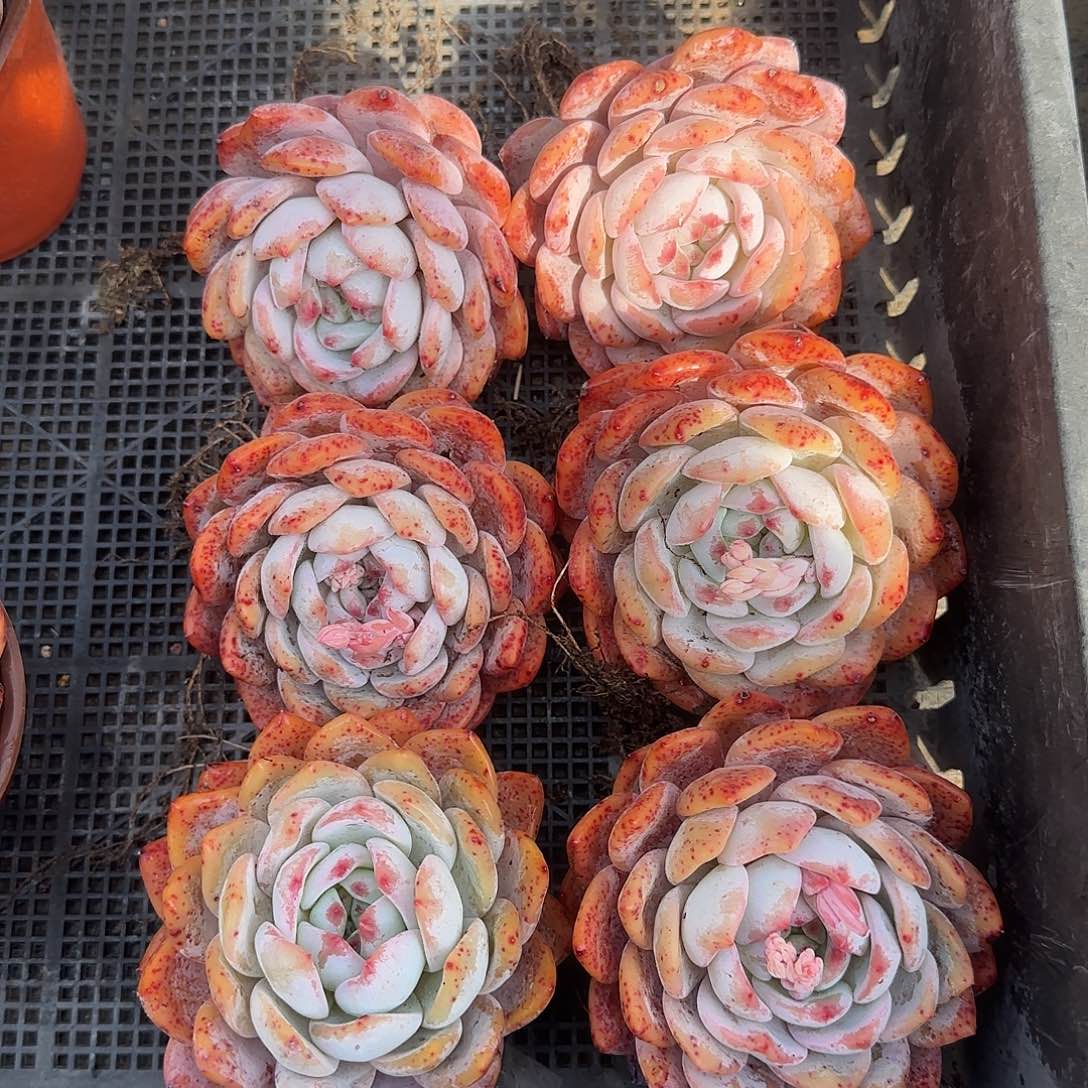 红血橙老桩精控短肥圆