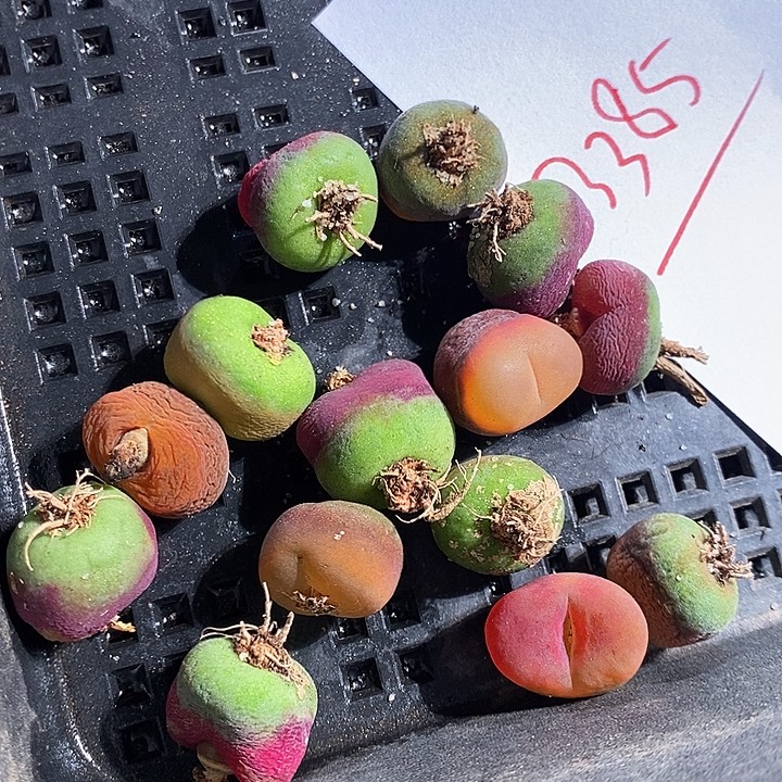 3385。       一组水蜜桃。 