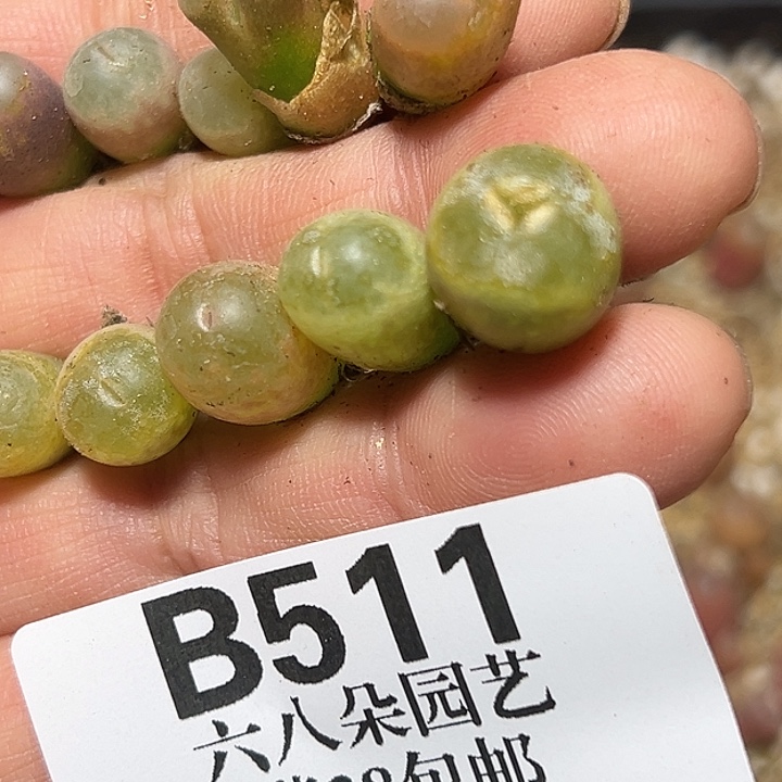****莉511号风铃10个多肉植物