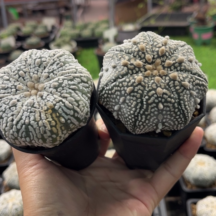 5 1135二个实生海星腿