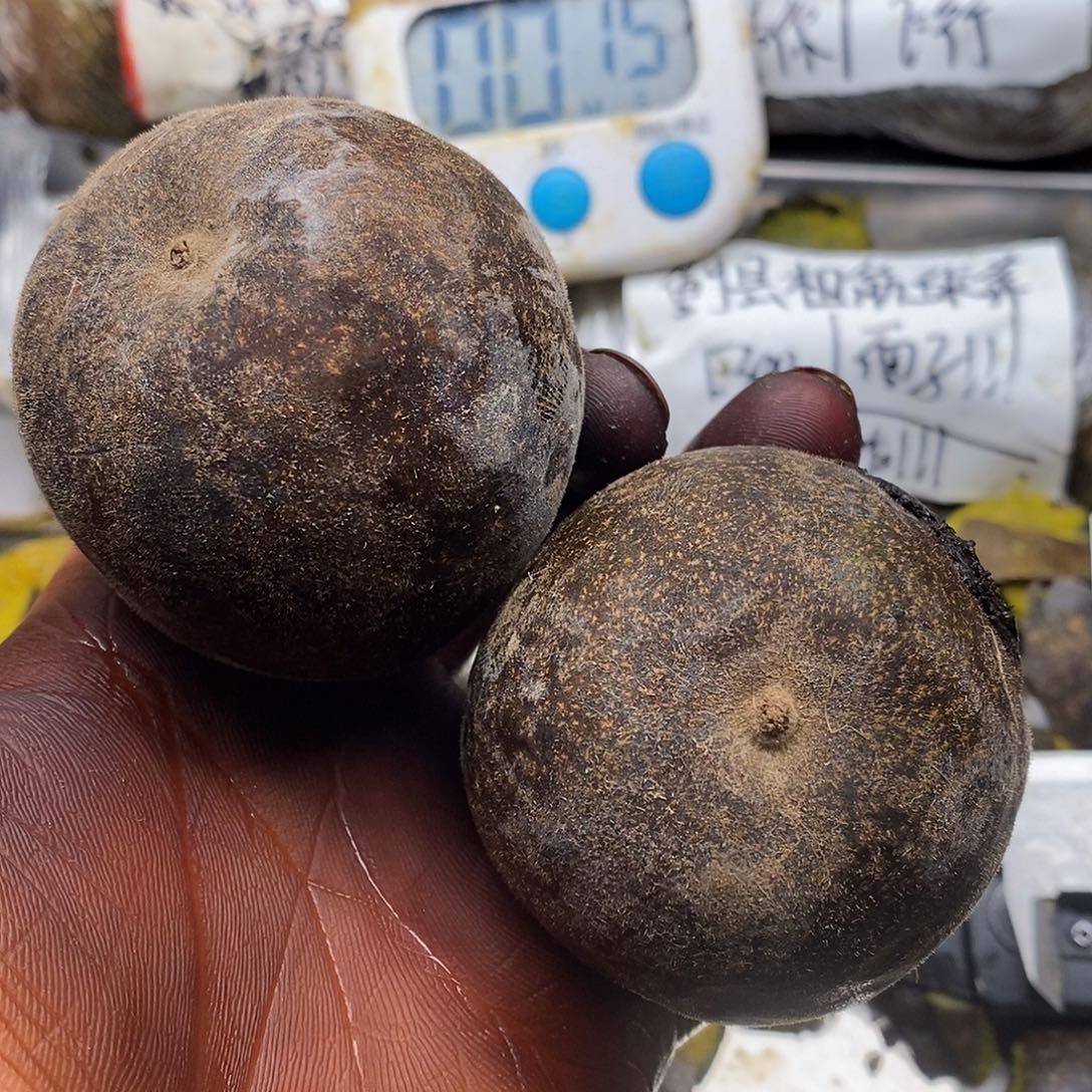 A***菜法国就回家你并不后悔