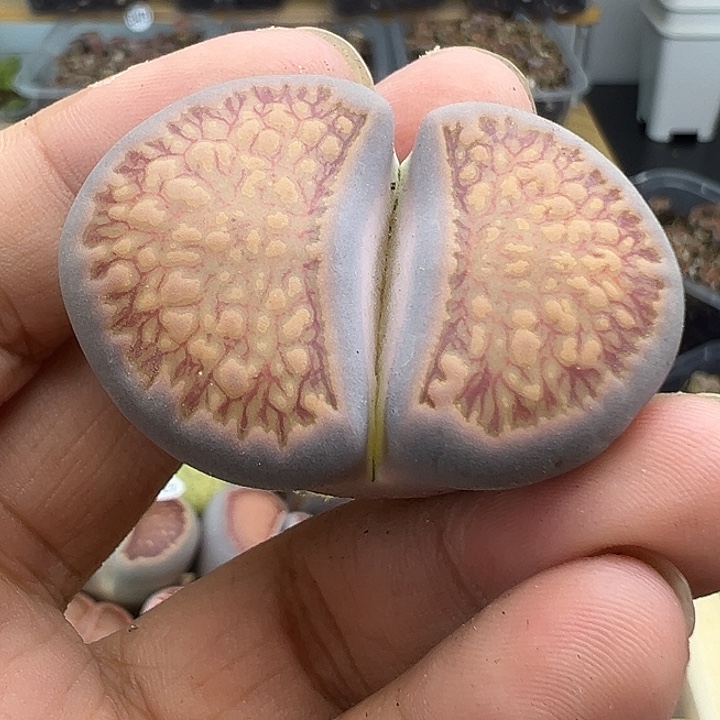 4623大美菊超级福利