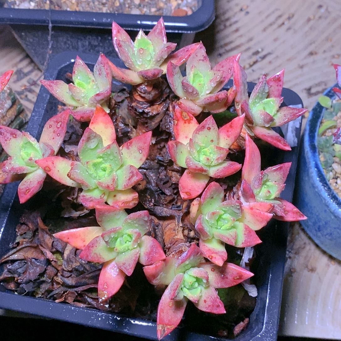 【闪购商品】哈哈哈哈帕么瑞多肉1529