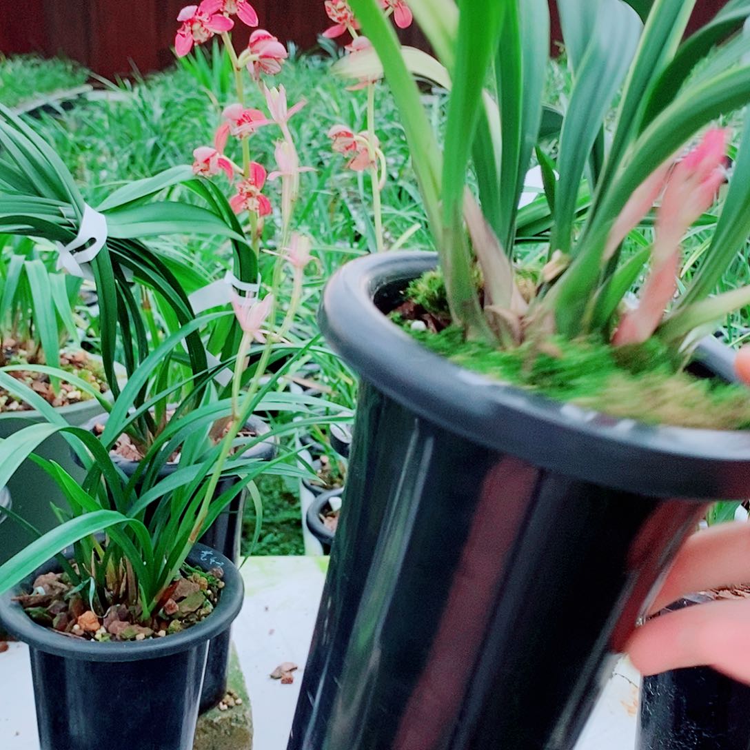 用***1全部花苞一物一拍漂亮开花