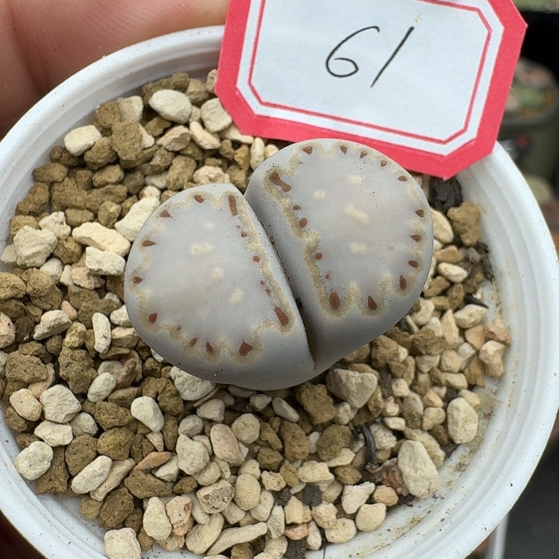 61腿略长所以福利款