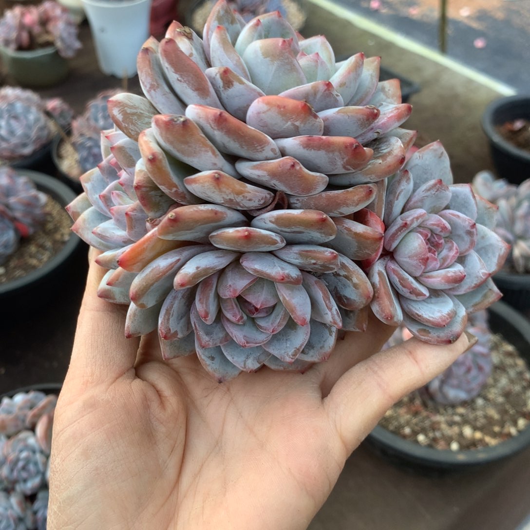 哈哈哈哈哈哈哈哈石榴籽冰玉