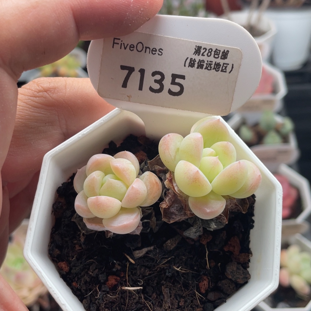 雪媚娘7135-5厘米
