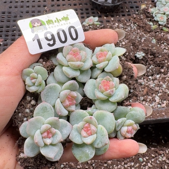 多肉植物多肉植物