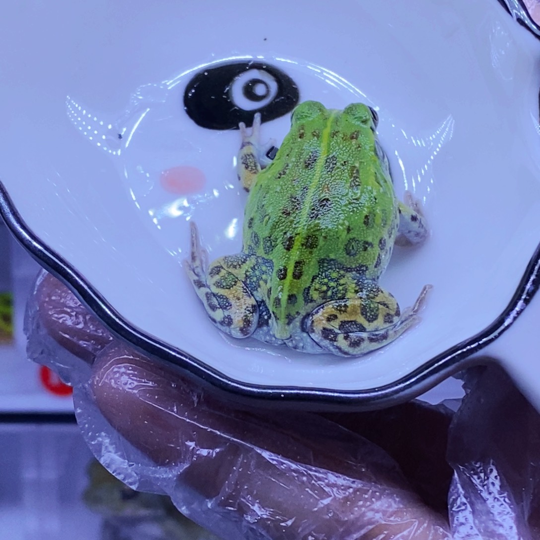 彩色蚕宝宝角蛙3-10cm闪购专享链接