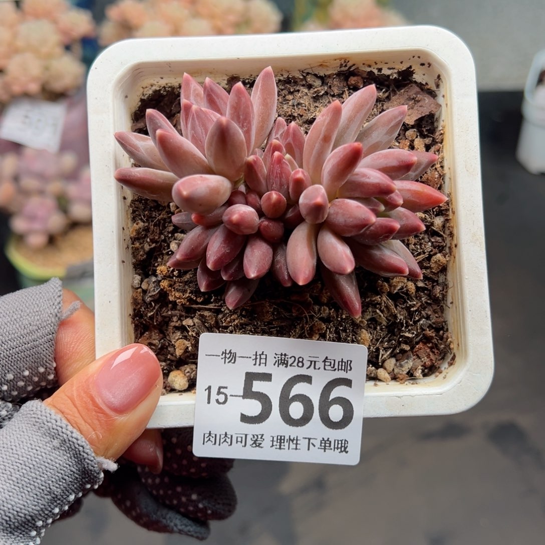 伊卡鲁斯多肉多肉多肉多肉