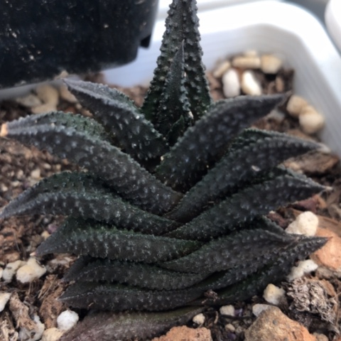 哥斯拉硬叶硬叶黑系