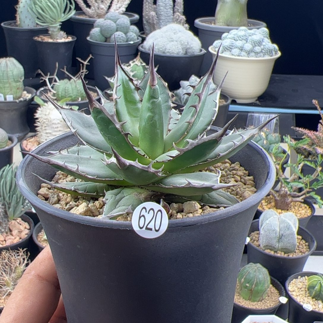 姬霍利达龙舌兰一物一拍620