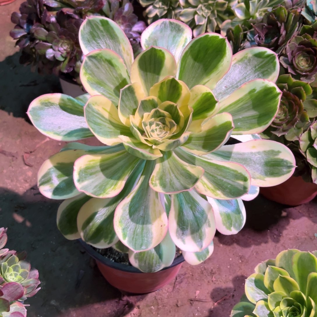 多肉植物燕姿1167