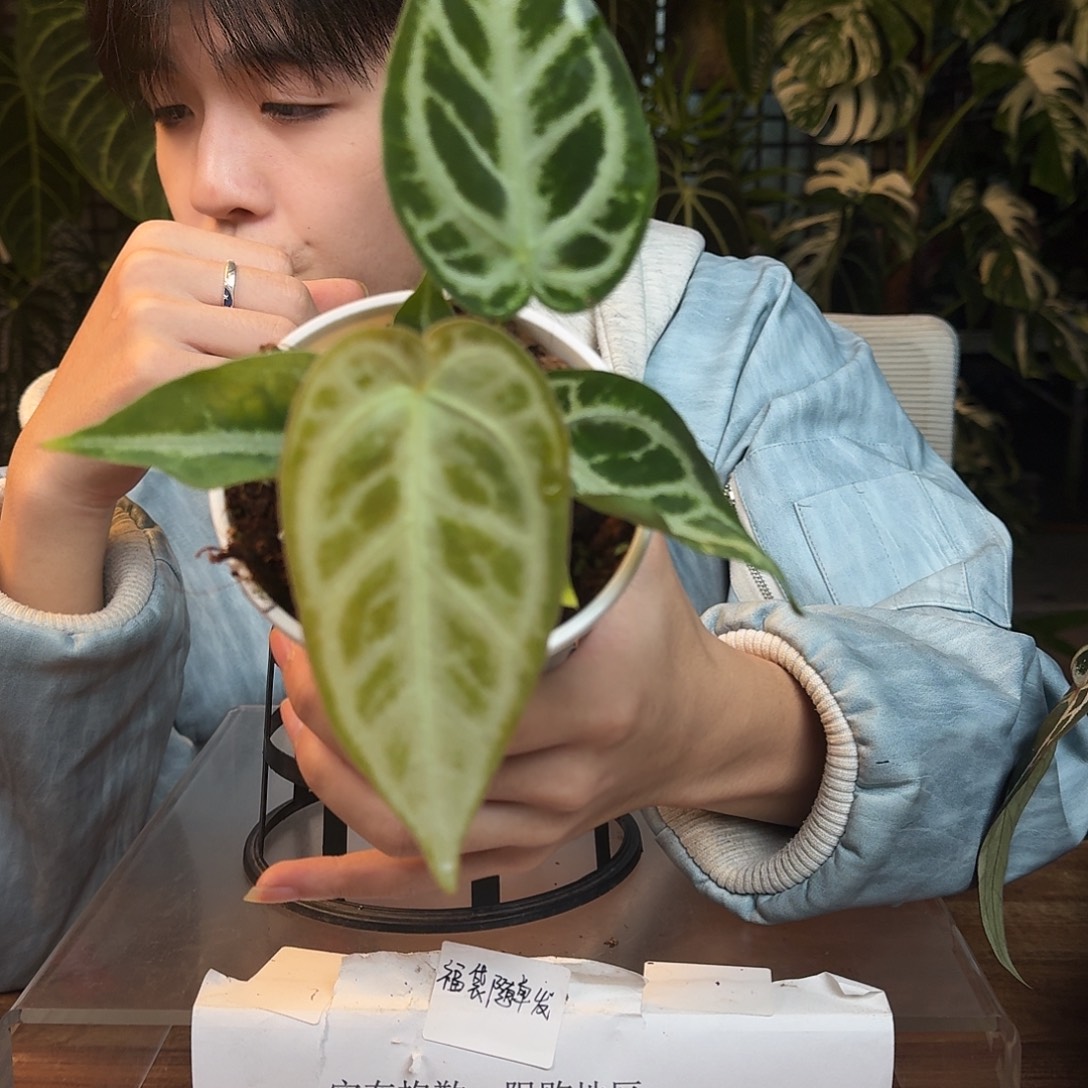 完全开放G85银色闪光杂黑刷子