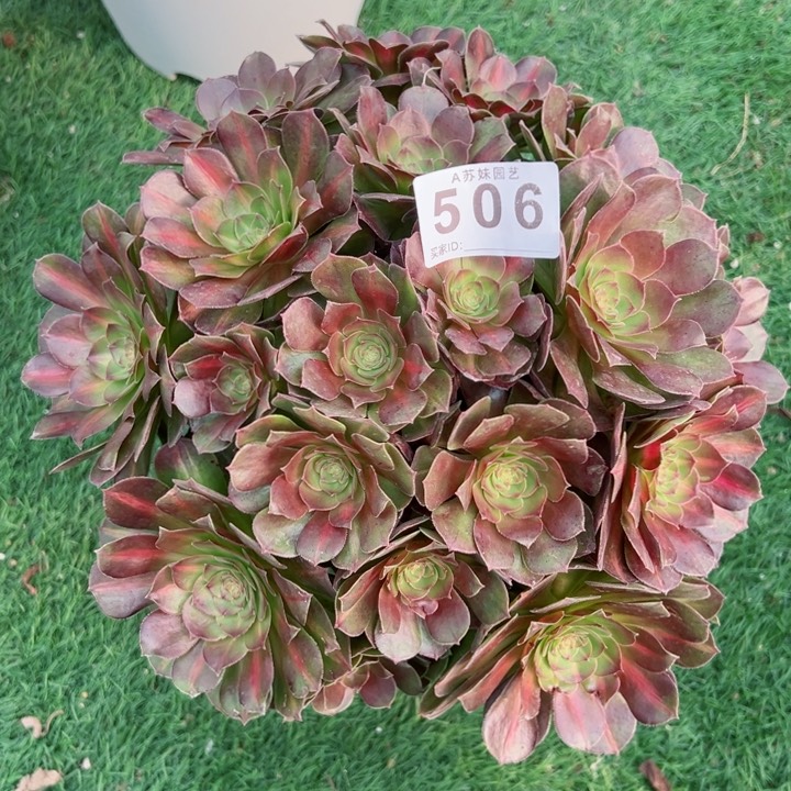 完全开放506倾城中班法师