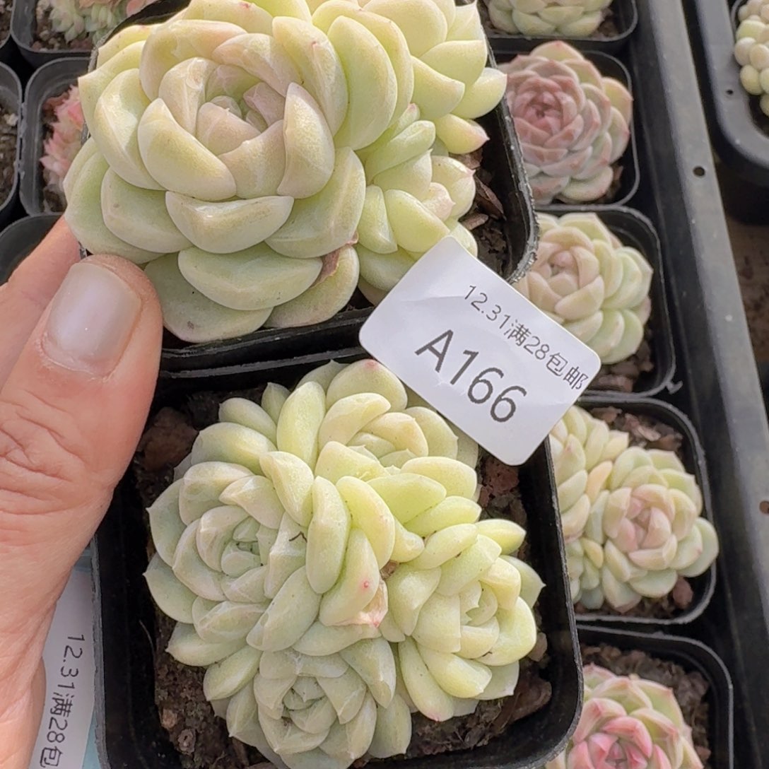 蓝***-2颗粉珍妮一组带盆