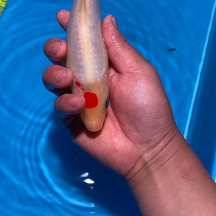 锦鲤纯种血统锦鲤观赏鱼