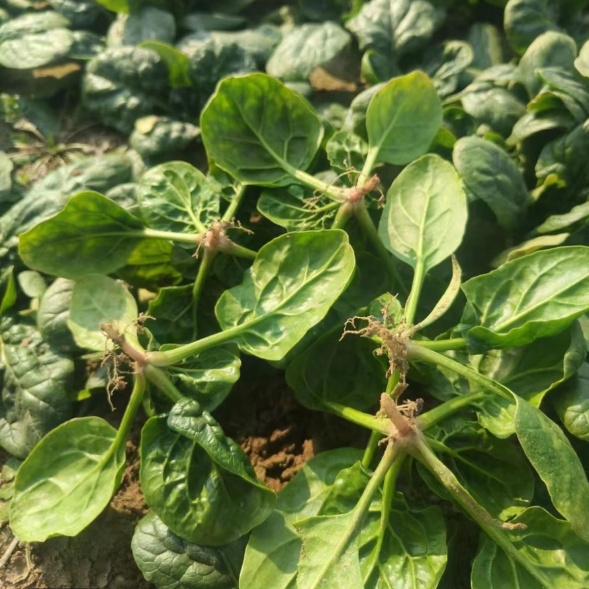 【趴地菠菜】河南露天霜打矮杆趴地小菠菜现挖现发新鲜应季