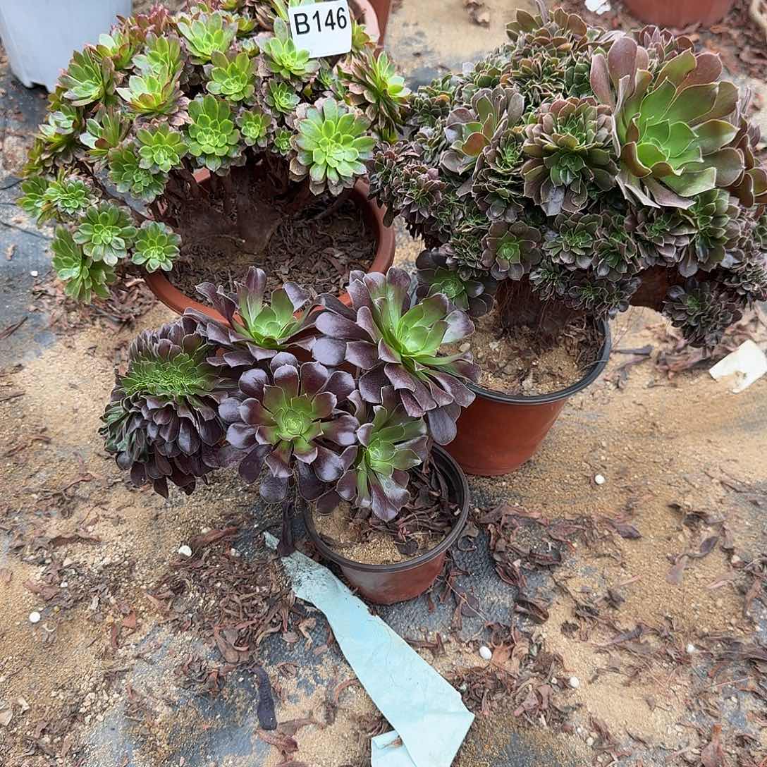 146玫瑰欧紫嘉年华有伤共3颗