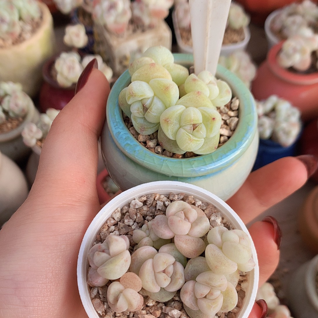 不加糖圆杯带盆两颗冰玉