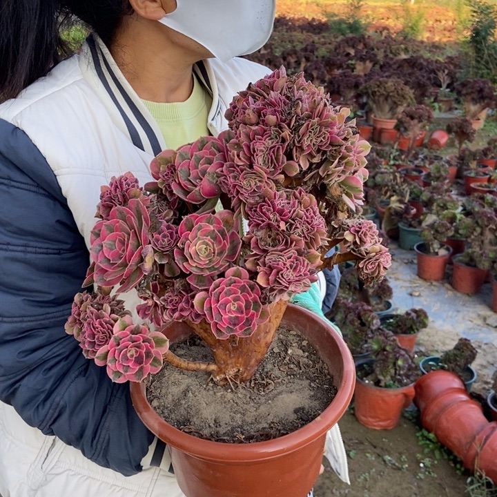 ꧁***꧂431粉女巫缀化老桩老桩
