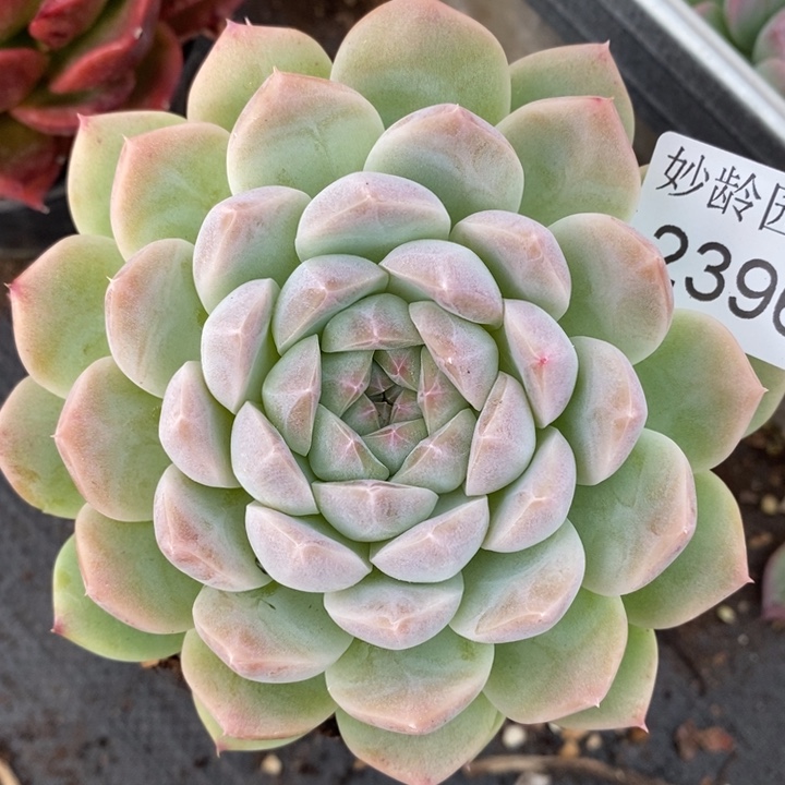 2396杂交老桩基地～10厘米