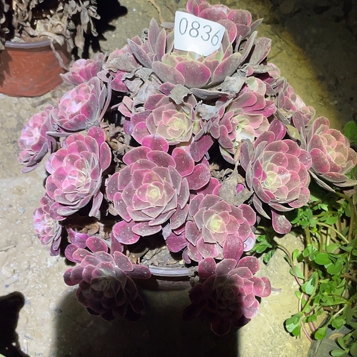 多肉植物法师836凤冠