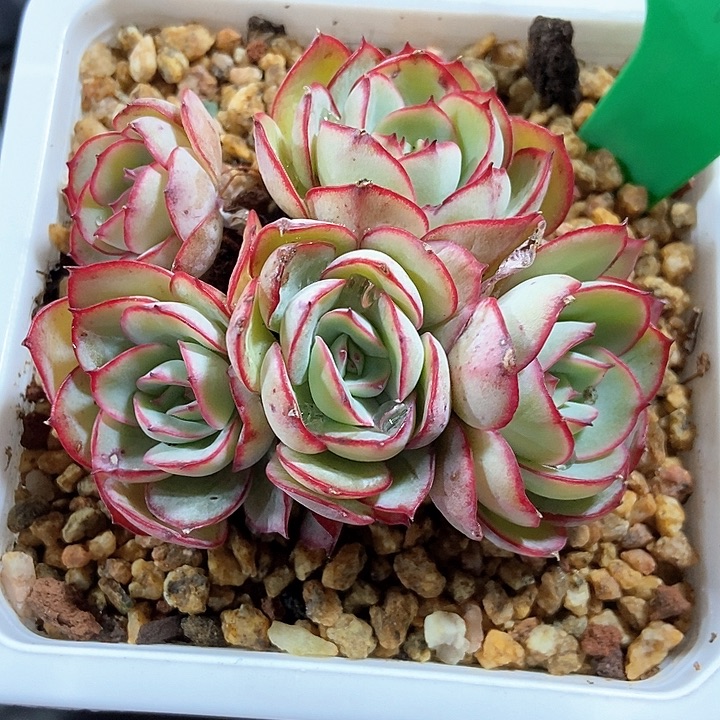 多肉植物牡丹亭745