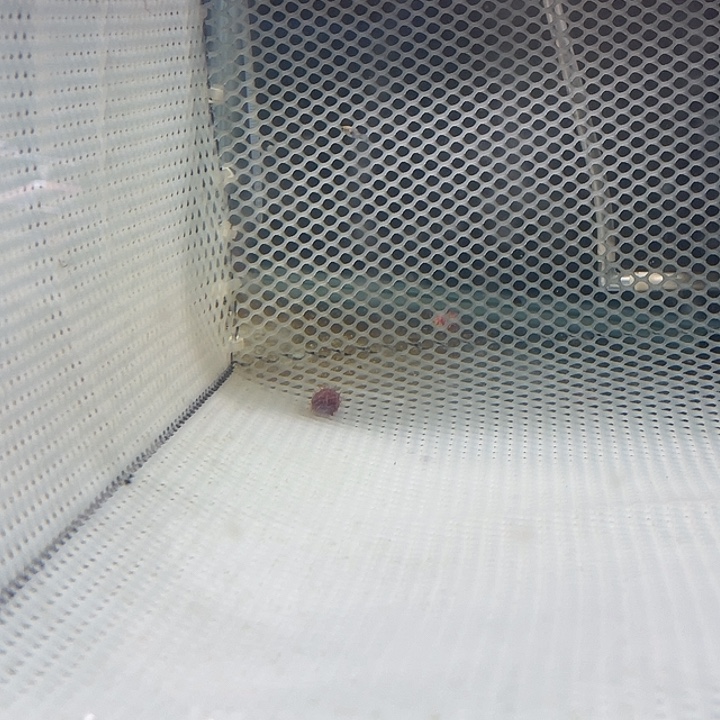 孔雀鱼红头玛粉1 2条