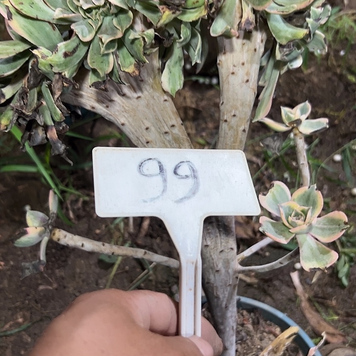 晨***o多肉植物灿烂缀花