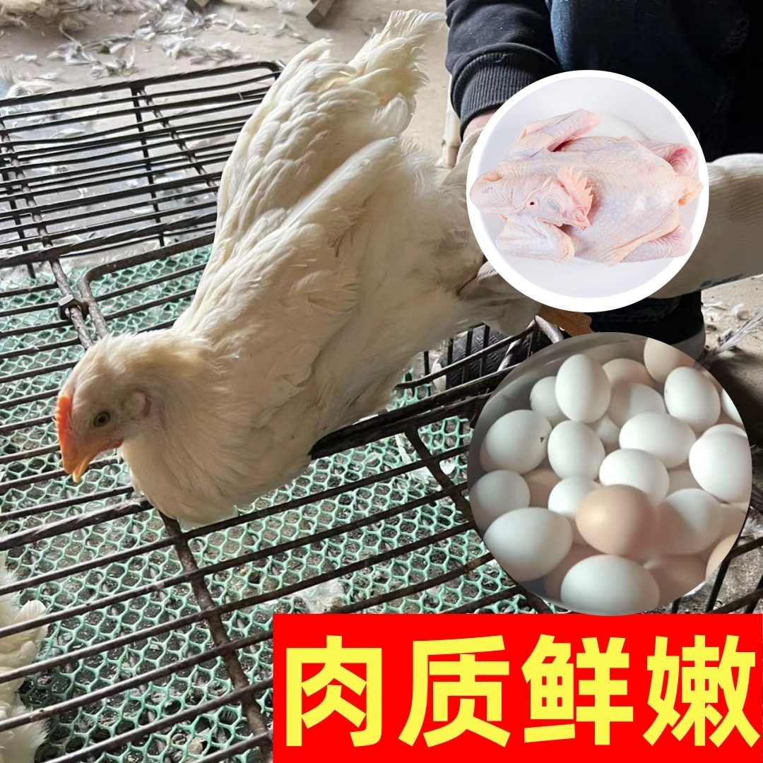 白来航散养母鸡整只生鲜肉嫩发货顺丰包邮