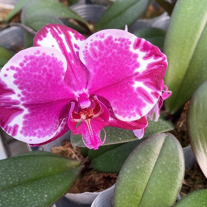 纽约蝴蝶兰2.8不待见发货